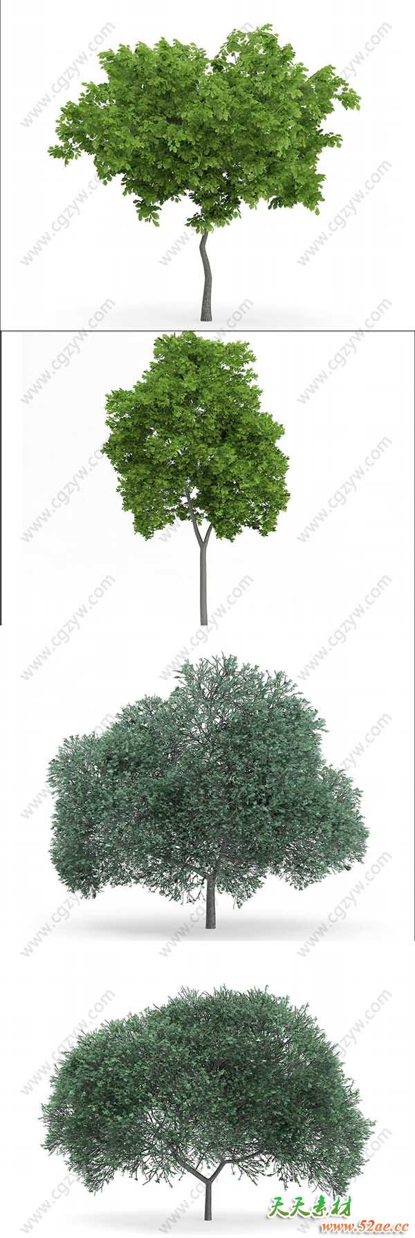 3D树木模型(C4D+C4D VRAY格式)CGAxis Models Volume 72 Trees IX
