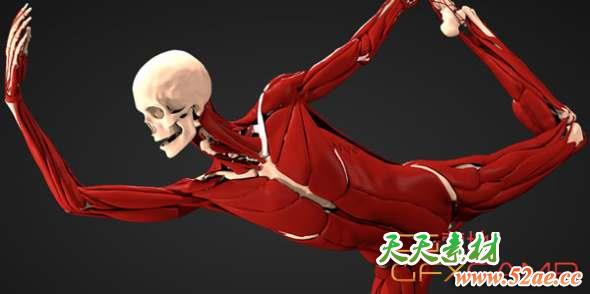 Maya医学人体肌肉骨骼模拟插件 Ziva Dynamics Ziva VFX v1.3 2014-2018 Win破解版-天天素材网