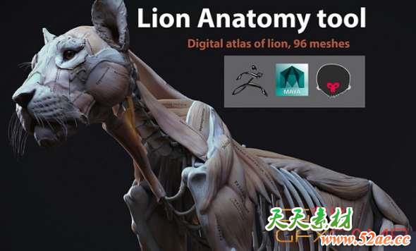 狮子肌肉解剖3D模型 Cubebrush – Lion Anatomy-天天素材网