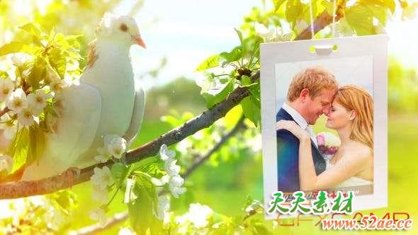 AE模板-鸽子飞舞相册悬挂照片婚礼片头 Wedding Opener-天天素材网