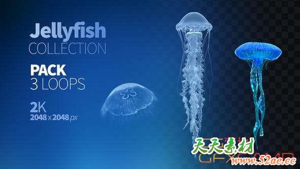 水母游动循环通道视频素材 Jellyfish Collection-天天素材网