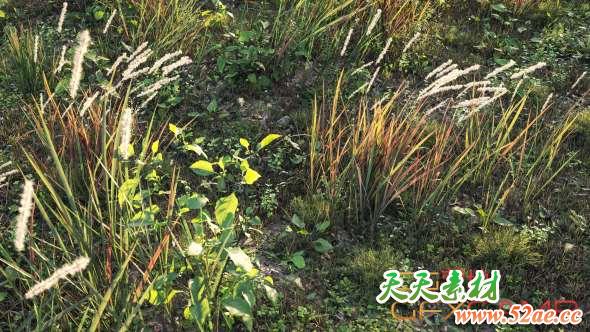 草丛植物杂草3D模型 Maxtree – Plant Models Vol.21-天天素材网