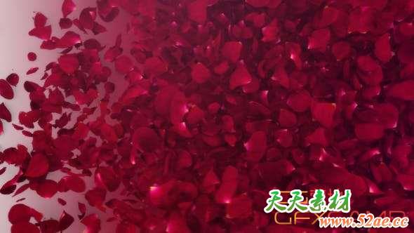 AE模板-玫瑰花瓣Logo动画 Petals Logo Reveal III-天天素材网