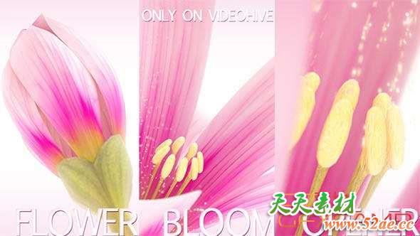 AE模板-花瓣开花Logo动画 Flower Bloom Logo-天天素材网
