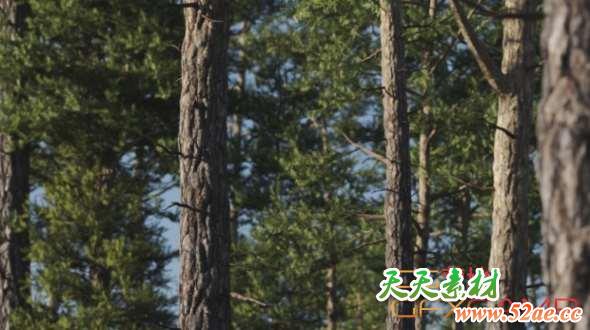 松树植物C4D模型 Gumroad – Vertex Trees – Scots Pine – 01-天天素材网
