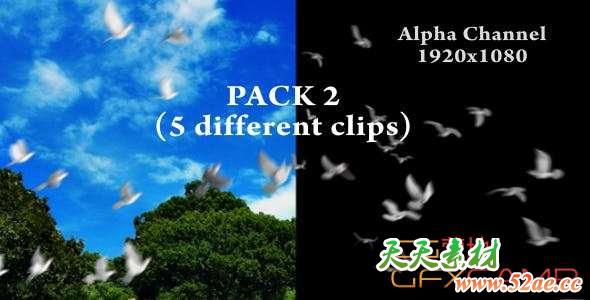 鸽子飞翔通道视频素材 Flying Doves Pack Vol.2-天天素材网