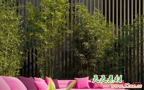 竹子3D模型 Maxtree – Plant Models Vol.18-天天素材网