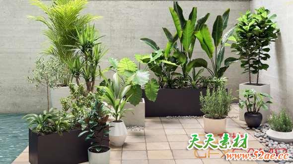 盆栽植物3D模型 Maxtree – Plant Models Vol.19-天天素材网