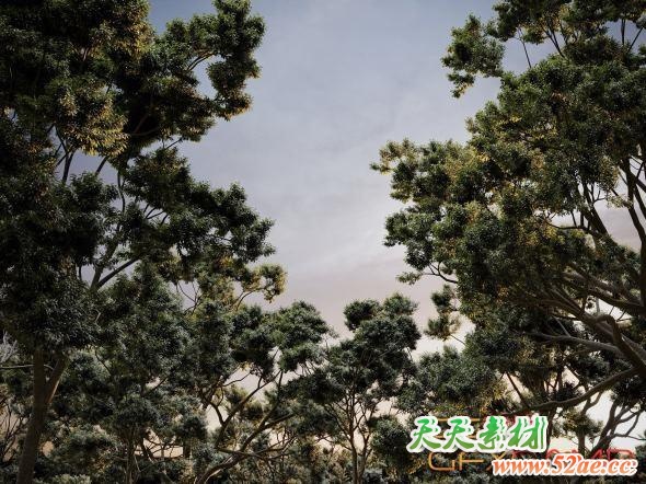 植物树木3D模型(FBX+OBJ格式) CGHelios – HeliosVegetation Vol.2-天天素材网