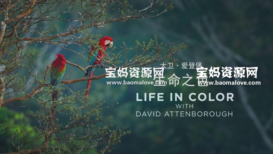 《生命之色 Life In Colour》[全4集][英语中英字][1080P][MP4]-天天素材网