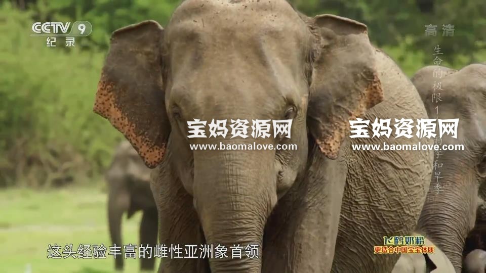 《生命的极限 Life at the Limits》[全3集][国语中字][1080P][MP4]-天天素材网