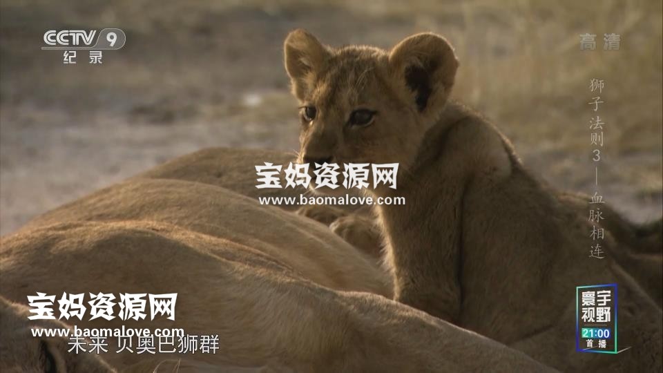 《狮子法则 The Lions Rule》[全3集][国语中字][1080P][MP4]-天天素材网