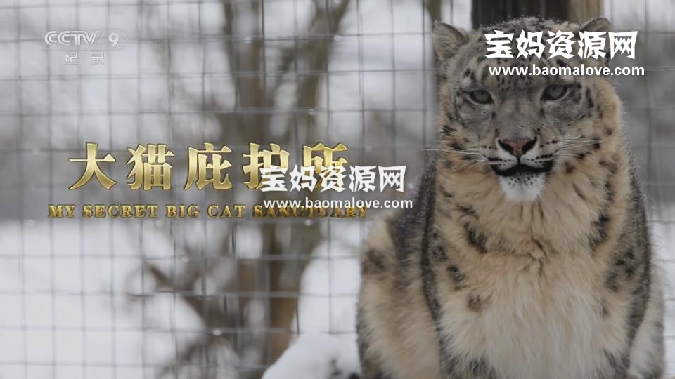 《大猫庇护所 My Secret Big Cat Sanctuary》[全2集][国语中字][1080P][MP4]-天天素材网