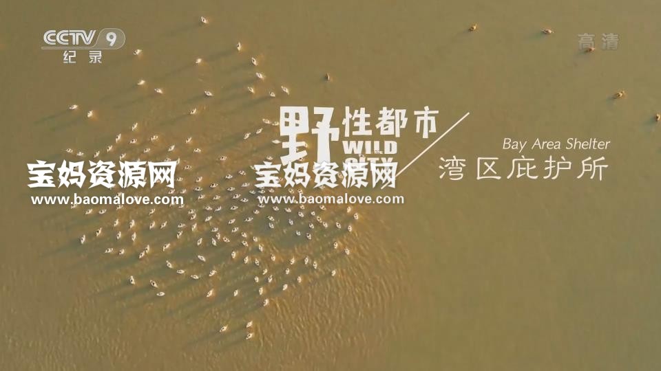 《野性都市 Wild City》[全3集][国语中字][1080P][MP4]-天天素材网