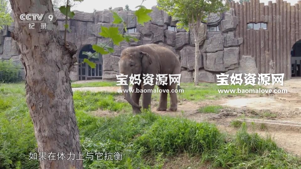 《奇趣动物园》[全6集][国语中字][1080P][MP4]-天天素材网