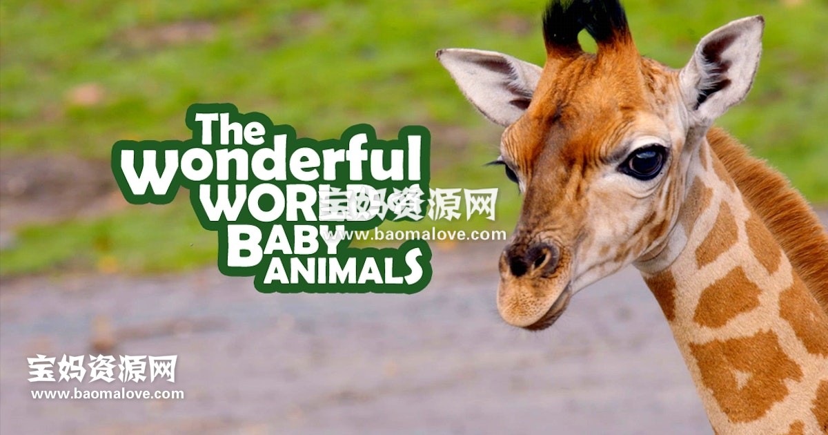 《可爱的小崽子们 The Wonderful World of Baby Animals》[全6集][英语中英字][1080P][MP4]-天天素材网