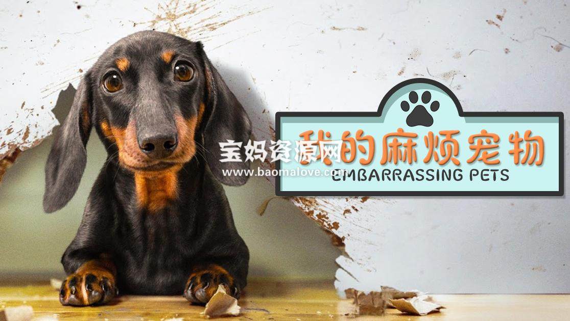 《我的麻烦宠物 Embarrassing Pets》[全20集][英语中英字][1080P][MP4]-天天素材网