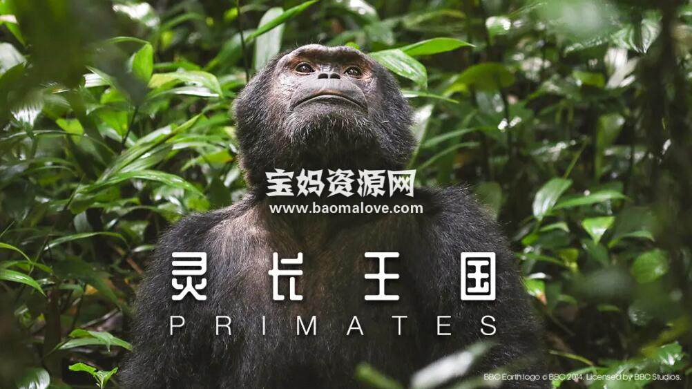《灵长王国 Primates》[全3集][国语中字][1080P][MP4]-天天素材网