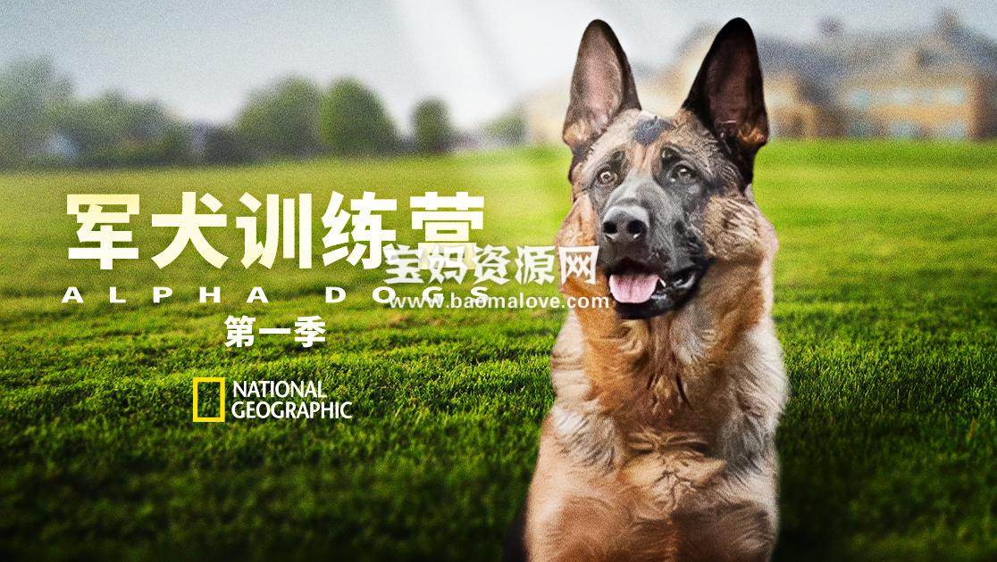 《军犬训练营 Alpha Dogs》 第一季 [全16集][英语中英字][1080P][MP4]-天天素材网