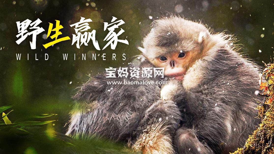 《野生赢家 Wild Winners》 [全3集][英语中字][1080P][MP4]-天天素材网