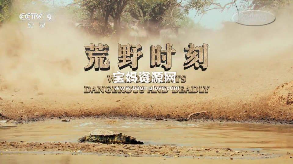 《荒野时刻 Wild Moments Dangerous And Deadly》[全3集][国语中字][1080P][MP4]-天天素材网