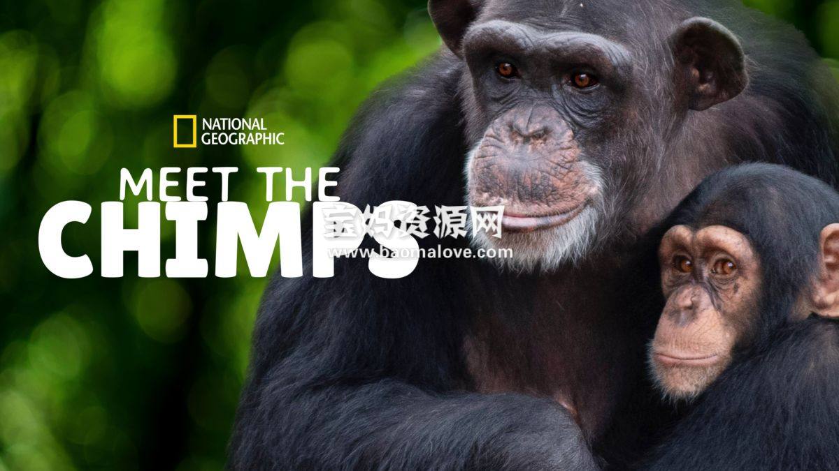 《和黑猩猩见面 Meet the Chimps》第一季 [全6集][英语][1080P][MKV]-天天素材网