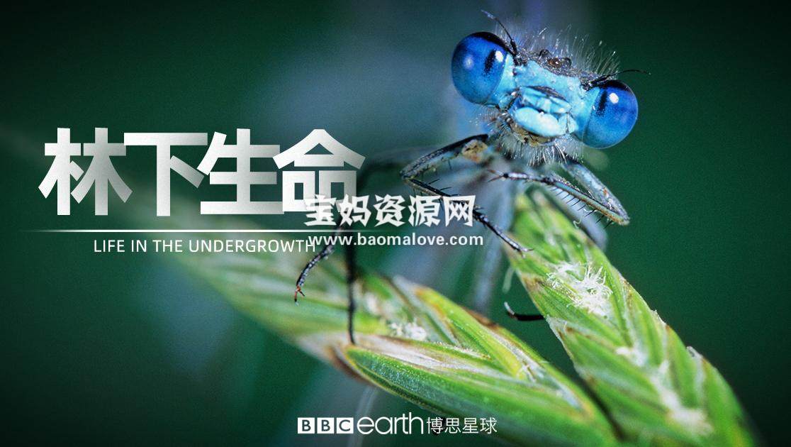 《林下生命 Life in the Undergrowth》 第一季 [全5集][英语中英字][720P][MP4]-天天素材网