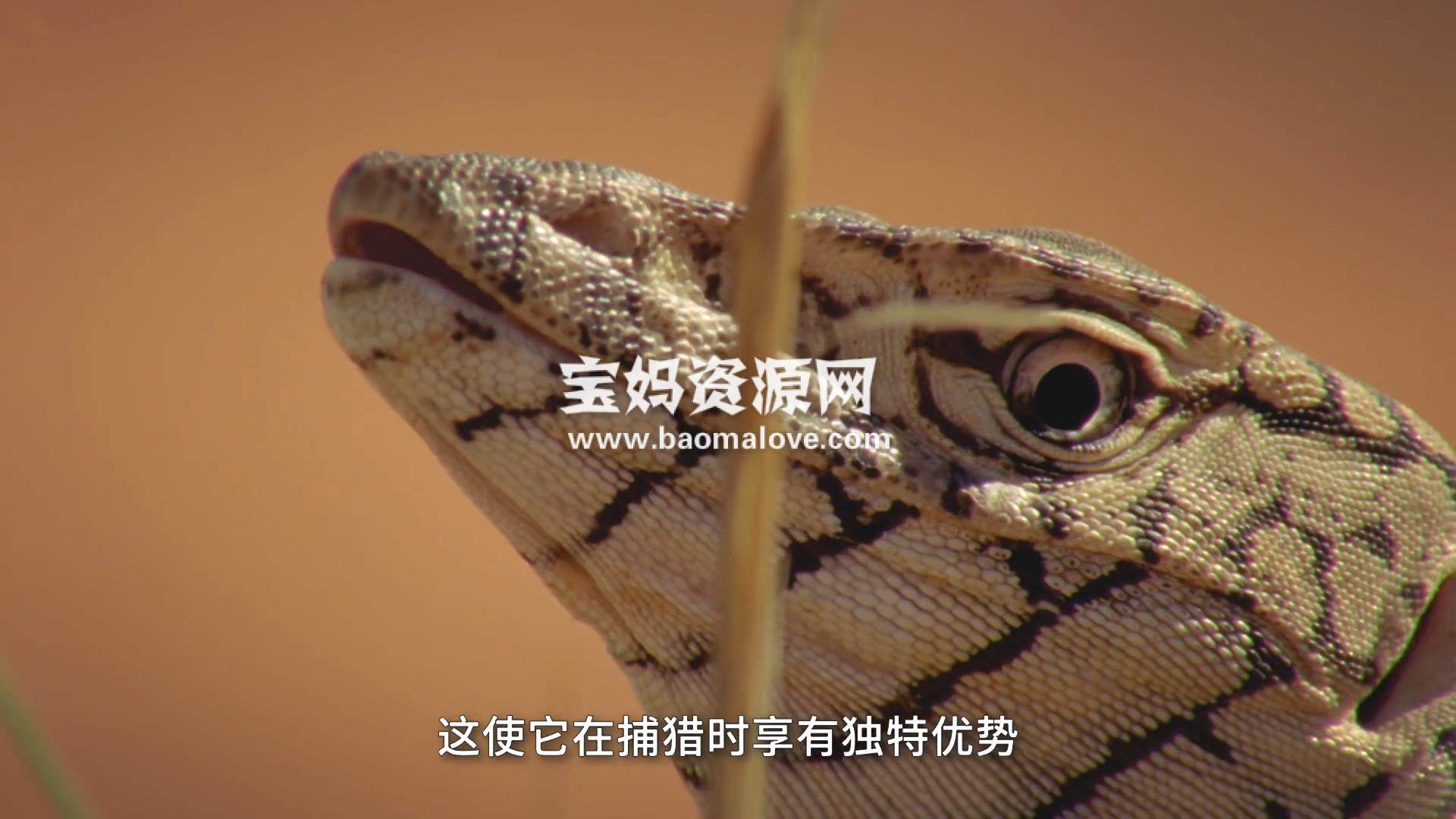 《疯狂的蛇 Extreme Snakes》 第一季 [全2集][英语中字][1080P][MP4]-天天素材网