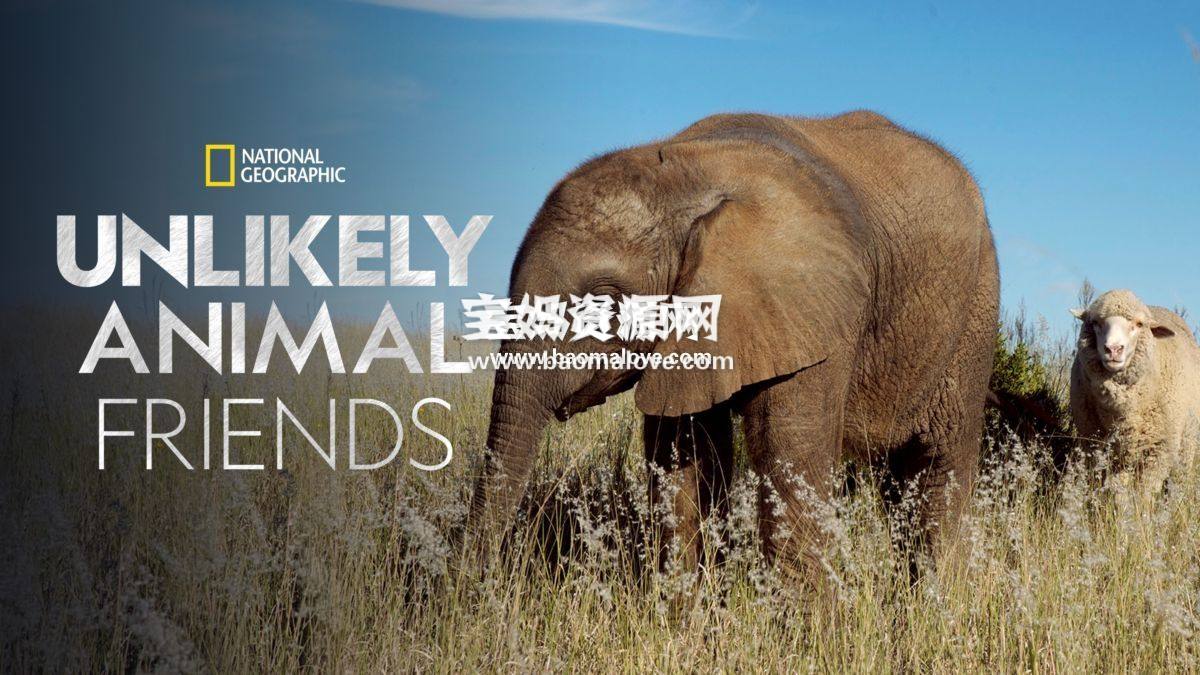 《不可思议的好朋友 Unlikely Animal Friends》第一季 [全5集][英语][1080P][MKV]-天天素材网