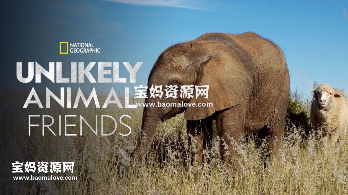 《不可思议的好朋友 Unlikely Animal Friends》第二季 [全6集][英语][1080P][MKV]-天天素材网