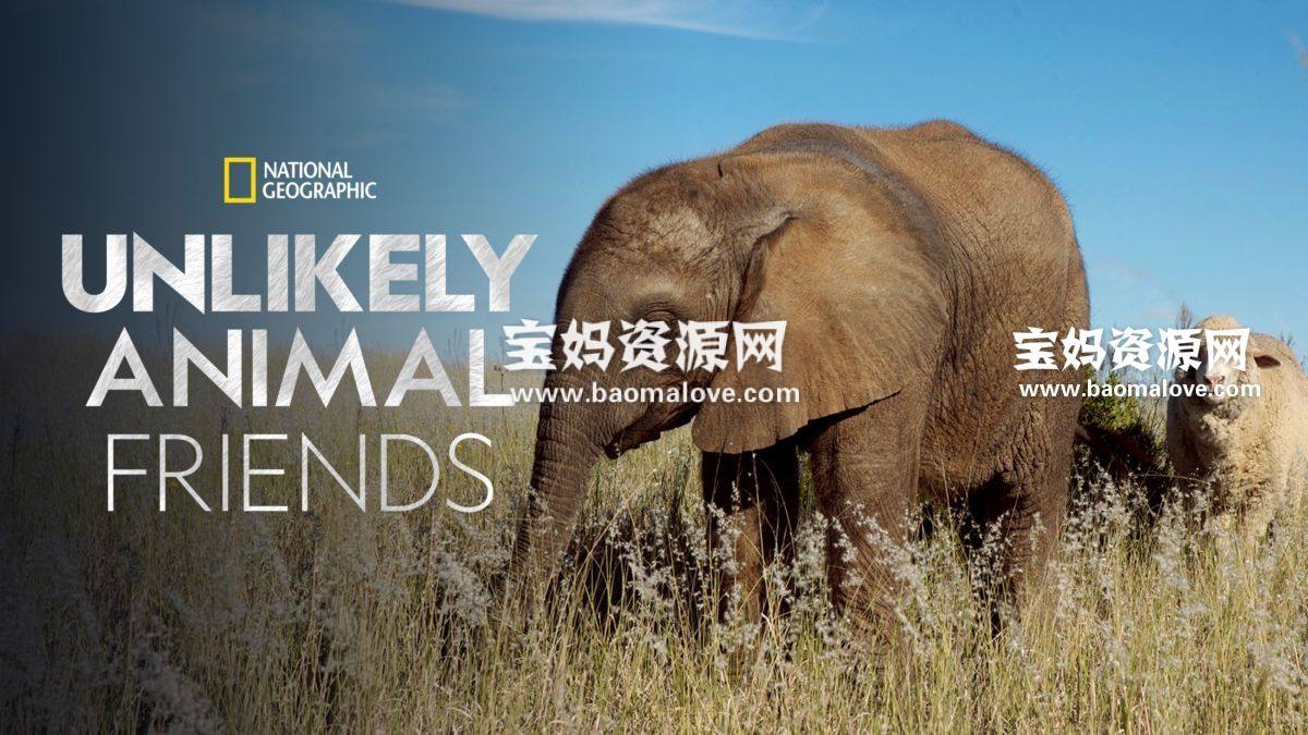 《不可思议的好朋友 Unlikely Animal Friends》第三季 [全6集][英语][1080P][MKV]-天天素材网