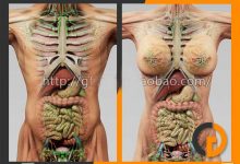 人体器官肌肉骨骼内脏精细3D模型(C4D+Max)-天天素材网