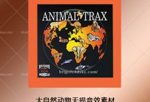 大自然动物无损音效素材(狮子老虎大象蛇猴子猩猩鲸鱼青蛙等10CD)-天天素材网