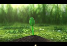 绿色植物快速生长种子从发芽到开花 AE片头模板动画视频素材-天天素材网