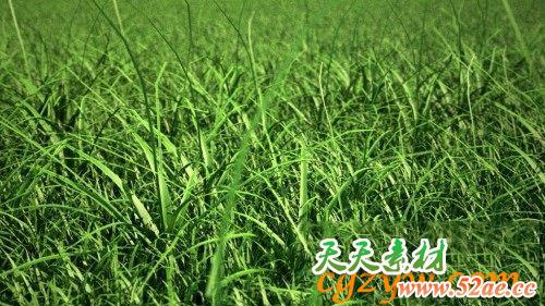 C4D草丛绘制插件 C4DZone Grass Painter 2.0 for Cinema4D R13－R16-天天素材网
