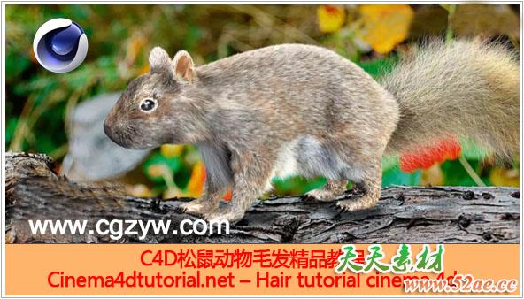 C4D制作松鼠毛发精品教程附工程文件 Hair tutorial cinema 4d-天天素材网