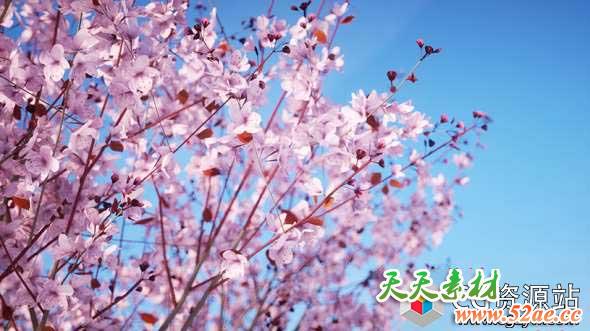 植物树木场景生成插件预设 Laubwerk Plants Kit 6 & 7 Win-天天素材网