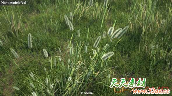 草地植物3D模型 Maxtree – Plant Models Vol.1-天天素材网