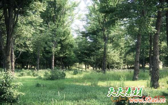 森林树木植物3D模型 Maxtree – Plant Models Vol.5-天天素材网