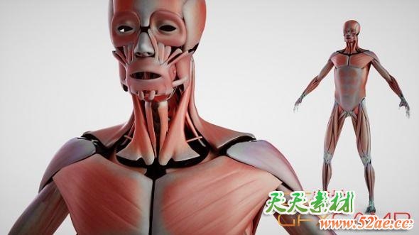 人体解剖3D模型 DOSCH 3D: Human Anatomy (C4D/MAX/OBJ/Maya等格式)-天天素材网