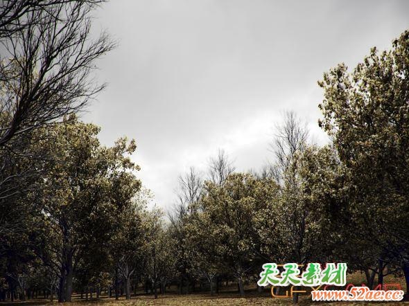 植物树木3D模型(3DS MAX格式) CGHelios – HeliosVegetation vol.1-天天素材网