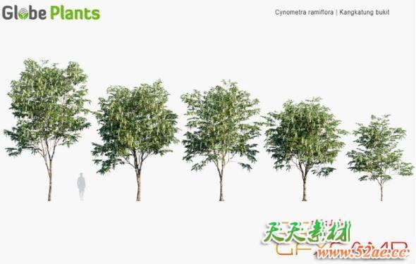 植物树木3D模型 Cynometra Ramiflora – Kangkatung Bukit (MAX格式)-天天素材网