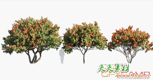 植物树木3D模型 Saraca Asoca – Sita Ashok Ashoka Tree (3DS MAX格式)-天天素材网