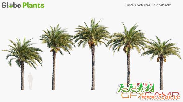棕榈树植物3D模型 Phoenix Dactylifera – True Date Palm 3D Models (MAX格式)-天天素材网