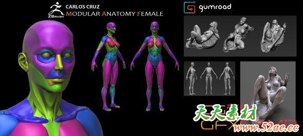 ZBrush女性人体肌肉结构模型预设 Gumroad – Female Modular Anatomy-天天素材网