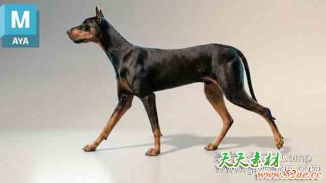 Maya狗行走绑定动画教程 Udemy – How to Animate a Dog Walk Cycle in Maya-天天素材网